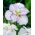 Illallislautanen Tiramisu japanilainen iiris (Iris ensata)