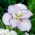 Vakarienė Tiramisu Japoninis vilkdalgis (Iris ensata)