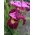 frøken eple sibirsk iris; Sibirsk flagg - stor pakke! - 10 stk