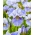 Mission Bay Sibirische Iris, sibirische Flagge - 