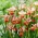 Paprikash sibirsk iris, sibirsk flagg