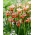 Paprikash Siberische iris, Siberische vlag - 