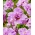 Pink Perfekt sibirisk iris, sibirisk flag