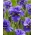 Rambunctious sibirisk iris, sibirisk flag - stor pakke! - 10 stk.