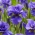 Iris siberiano bullicioso, bandera siberiana