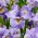 Reel Söt sibirisk iris, sibirisk flagga