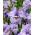 Reel Söt Sibirisk iris, Sibirisk flagga - stort paket! - 10 st