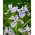 Weiche blaue sibirische Iris, sibirische Flagge - 