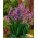Mousserende Rose Sibirisk iris, Sibirisk flag - stor pakke! - 10 stk.