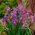Sparkling Rose Siberian iris, drapeau siberien - grand paquet ! - 10 pieces