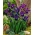Teal Velvet Siberian iris, Sibirisk flagga