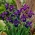 Blågrønn fløyel sibirsk iris, sibirsk flagg