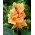 Meruňkový sen canna lilie