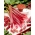 Rabarbaro rosso lampone - piantina - 1 pz - 