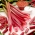 Ruibarbo vermelho framboesa - mudas - 1 pcs - 