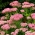 Stonecrop vistoso - Sedum spectabile - piantina; iceplant, scalpellino farfalla