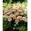 Matrona orpine - Sedum - frøplante