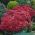 Munstead Dark Red orpine - Sedum - frøplante