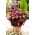 Rainbow Xenox orpine - Sedum - sodinukas - didelė pakuotė! - 10 vnt.