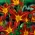 Herbstrote Taglilie - Großpackung! - 10 Stk - 