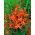 Babylon crocosmia - orange blommor - stort paket! - 100 st