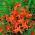 Babylon crocosmia - orange flowers - large package! - 100 pcs