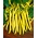 Trpasličí fazole Golden Saxa semena - Phaseolus vulgaris - 160 semen - Phaseolus vulgaris L.