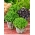Sweet basil - a selection of varieties - Ocimum basilicum - 325 seeds