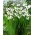 Acidanthera murielae - XL pakke! - 1000 stk.; Gladiolus murielae, Abyssinian gladiolus, duftende gladiolus