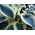 Blue Ivory hosta, plantain lilja - iso paketti! - 10 kpl