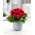 Defiance gloxinia a fleurs rouges - grand paquet ! - 10 pieces