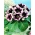 Kaiser Wilhelm lilla-hvit gloxinia (Sinningia speciosa) - stor pakke! - 10 stk