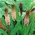 Ananāsu zieds - Eucomis comosa - lielais iepakojums! - 20 gab.; ananāsu lilija, vīns eucomis