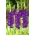Purple Flora gladiolus - large package! - 50 pcs