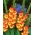 Gladiolus Sunshine - pachet mare! - 50 buc.