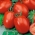 Tomate Rio Grande BIO - variété de type Kmicic, pour la mise en conserve - semences certifiées biologiques - 