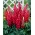 Lupinus, Lupin, Lupin Mon Chateau - grand paquet ! - 10 pieces