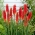 Kniphofia, Red Hot Poker, Tritoma Nancy Red - gros paquet ! - 10 pieces