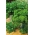 جعفری برگ - ترکیبی از انواع مختلف - دانه های پوشش داده شده - 300 دانه - Petroselinum crispum 