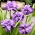 二重開花シベリアアイリス - インペリアルオパール。シベリアの国旗 - Iris sibirica