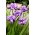 Iris Siberia berbunga dua - Imperial Opal; Bendera Siberia - Iris sibirica