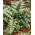 Oriental ladyfern - Ursula's Red - seedling; Japanese painted fern -  large package! - 10 pcs
