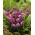 Hyacinth orchid, kinesisk malt orkidé (Bletilla striata) - stor pakke! - 10 stk - 