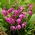 Hyazinthenorchidee, Chinesische Erdorchidee (Bletilla striata) - Großpackung! - 10 Stk - 