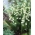 Maiglöckchen, Doppelblütig (Convallaria majalis Prolificans); Maiglocken, Tränen der Muttergottes, Tränen Mariens - großes Paket! - 10 Stk - 