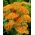 Yarrow comum "Terracotta" - flores de laranjeira - pacote grande! - 10 pcs.