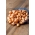 Sturonin keltaiset kevätsipulin sipulit - arvostettu lajike - 10 kg - 