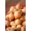 Bulbos de cebolinha holandesa Centurion amarelo - 0,5 kg - 