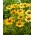 Coneflower roxo oriental de flores amarelas Mellow Yellows - 1 pc; coneflower ouriço, Echinacea