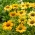 Mellow Yellows gulblomstret østlig lilla solhat - stor pakke! - 10 stk.; pindsvinehatteblomst, Echinacea